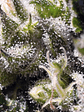 CREAM CARAMEL  AUTO® X25-SWEET SEEDS - Miniatura 3