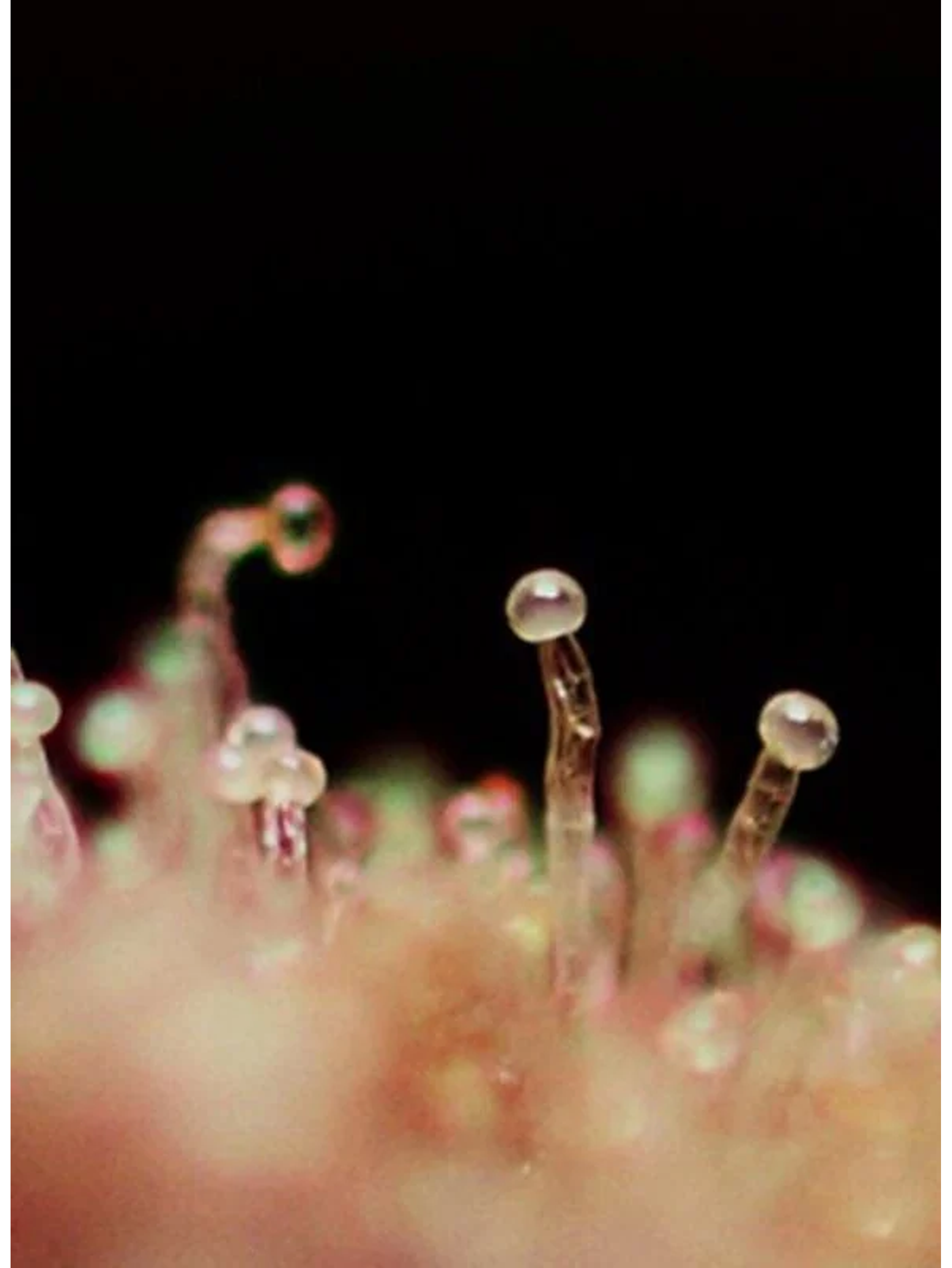 Cream Caramel Auto® -Sweet Seeds (X100/X25/X5+2/X3+1) 2