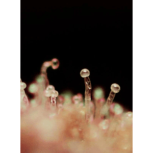 Cream Caramel Auto® -Sweet Seeds (X100/X25/X5+2/X3+1)