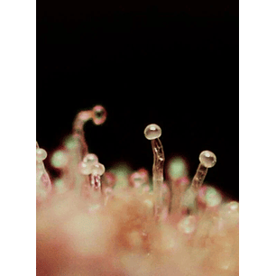 CREAM CARAMEL AUTO® X100-SWEET SEEDS