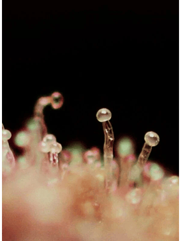 CREAM CARAMEL AUTO® X100-SWEET SEEDS 2