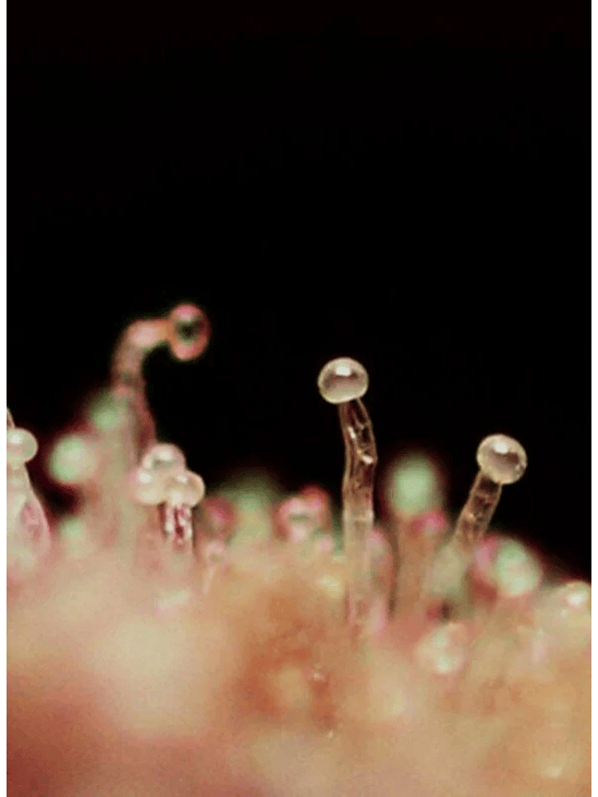 CREAM CARAMEL AUTO® X100-SWEET SEEDS 2