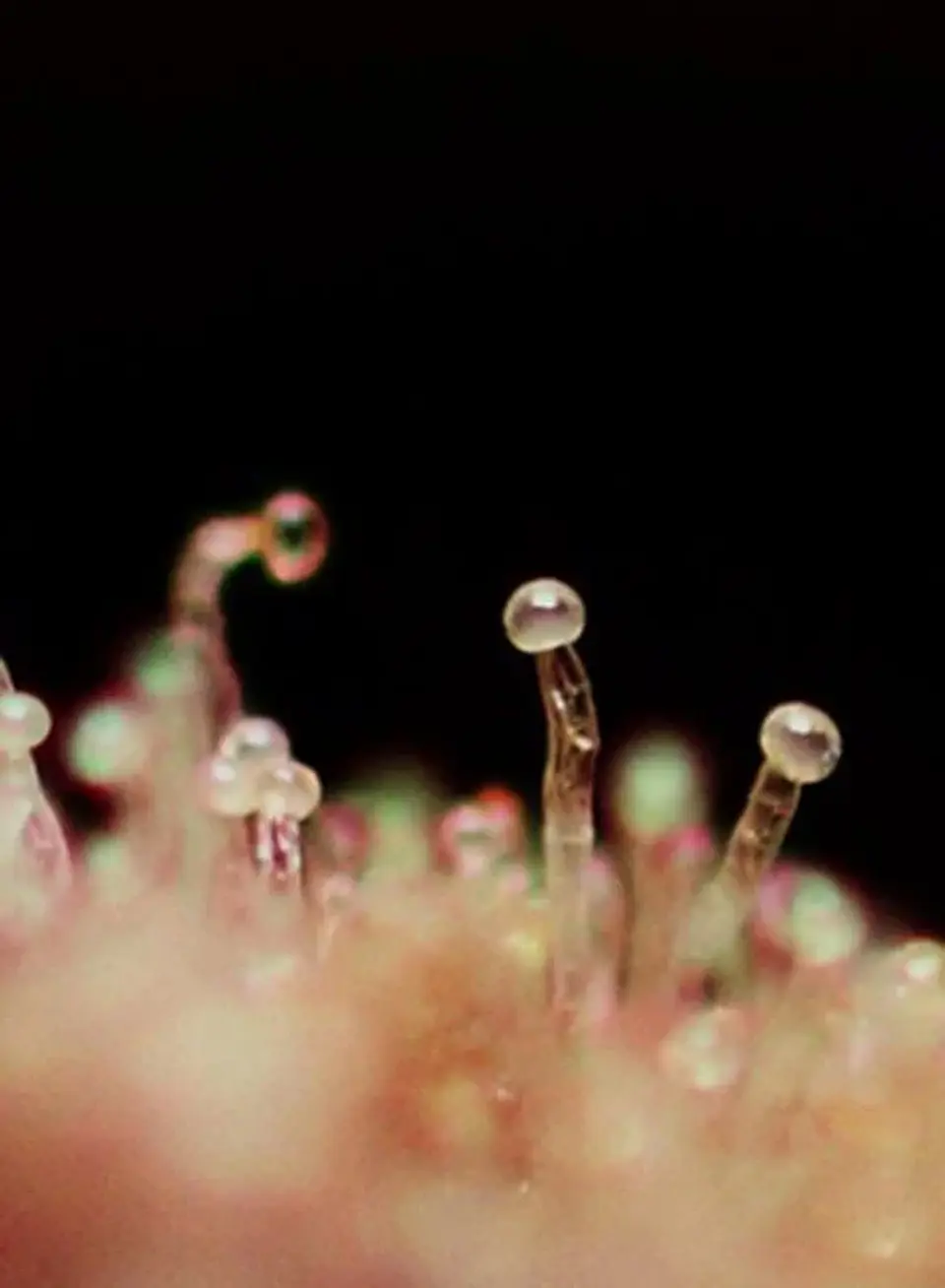 Cream Caramel Auto® -Sweet Seeds (X100/X25/X5+2/X3+1) 2