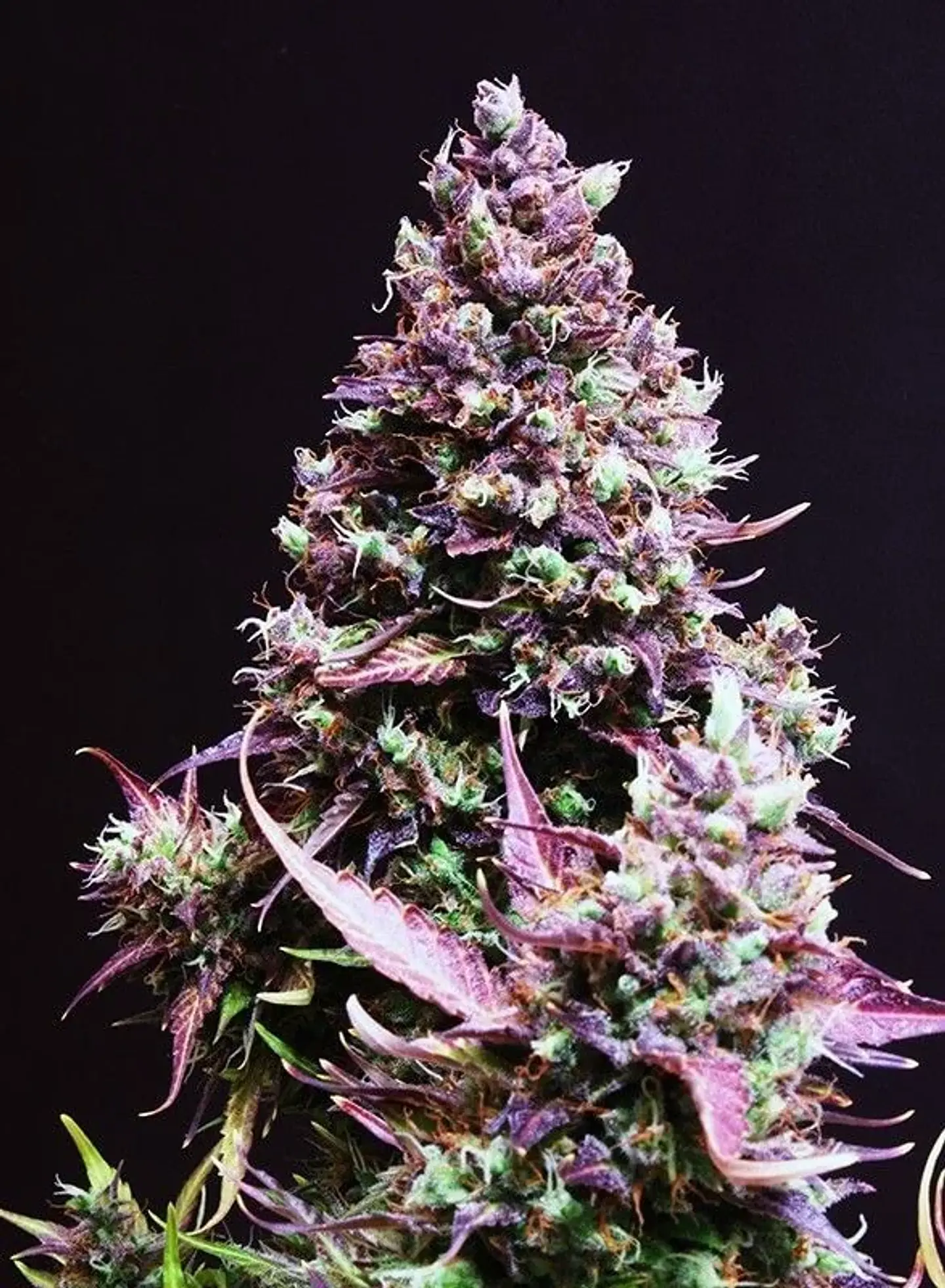 Cream Caramel Auto® -Sweet Seeds (X100/X25/X5+2/X3+1) 3