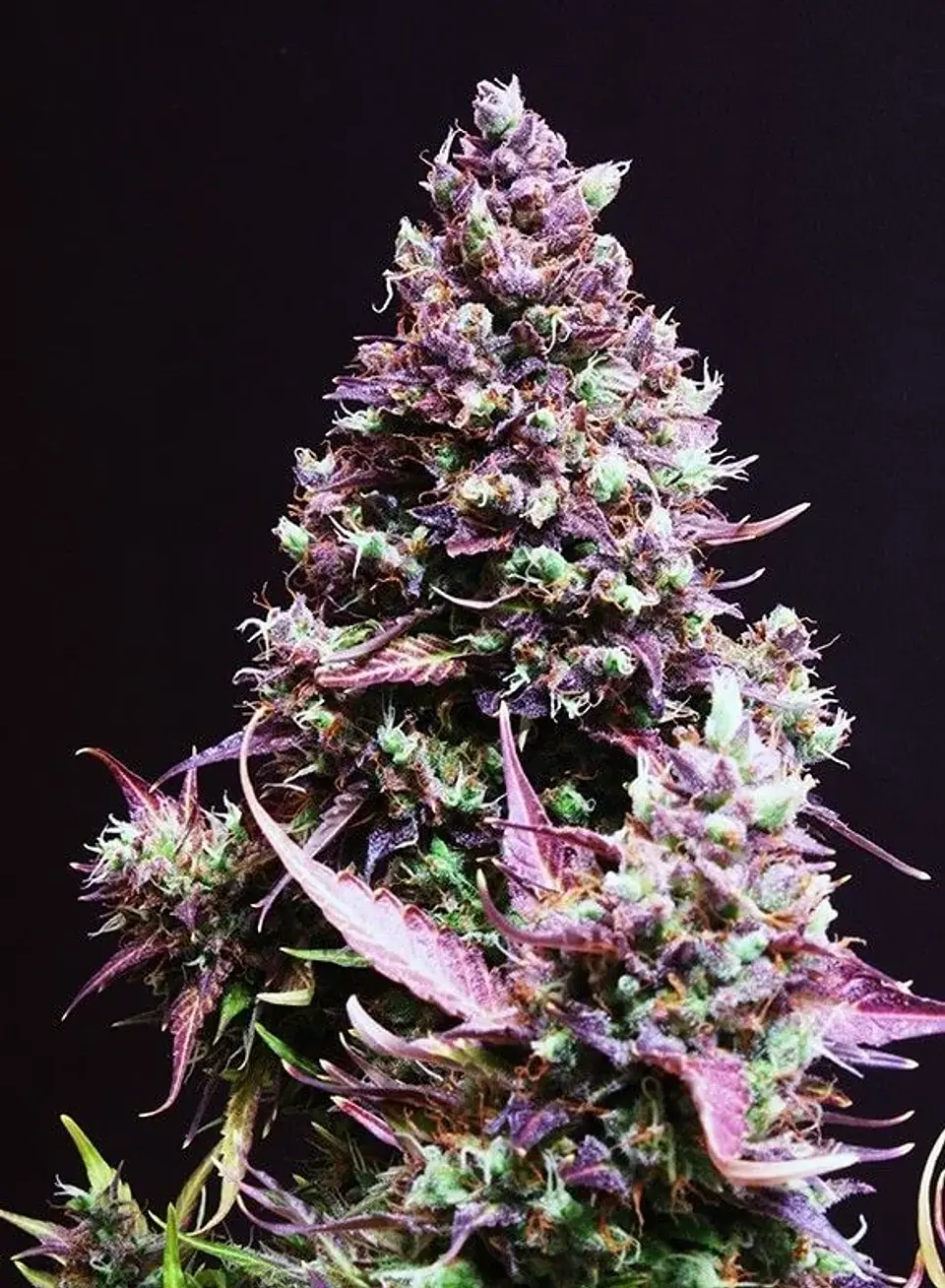 Cream Caramel Auto® -Sweet Seeds (X100/X25/X5+2/X3+1) 3