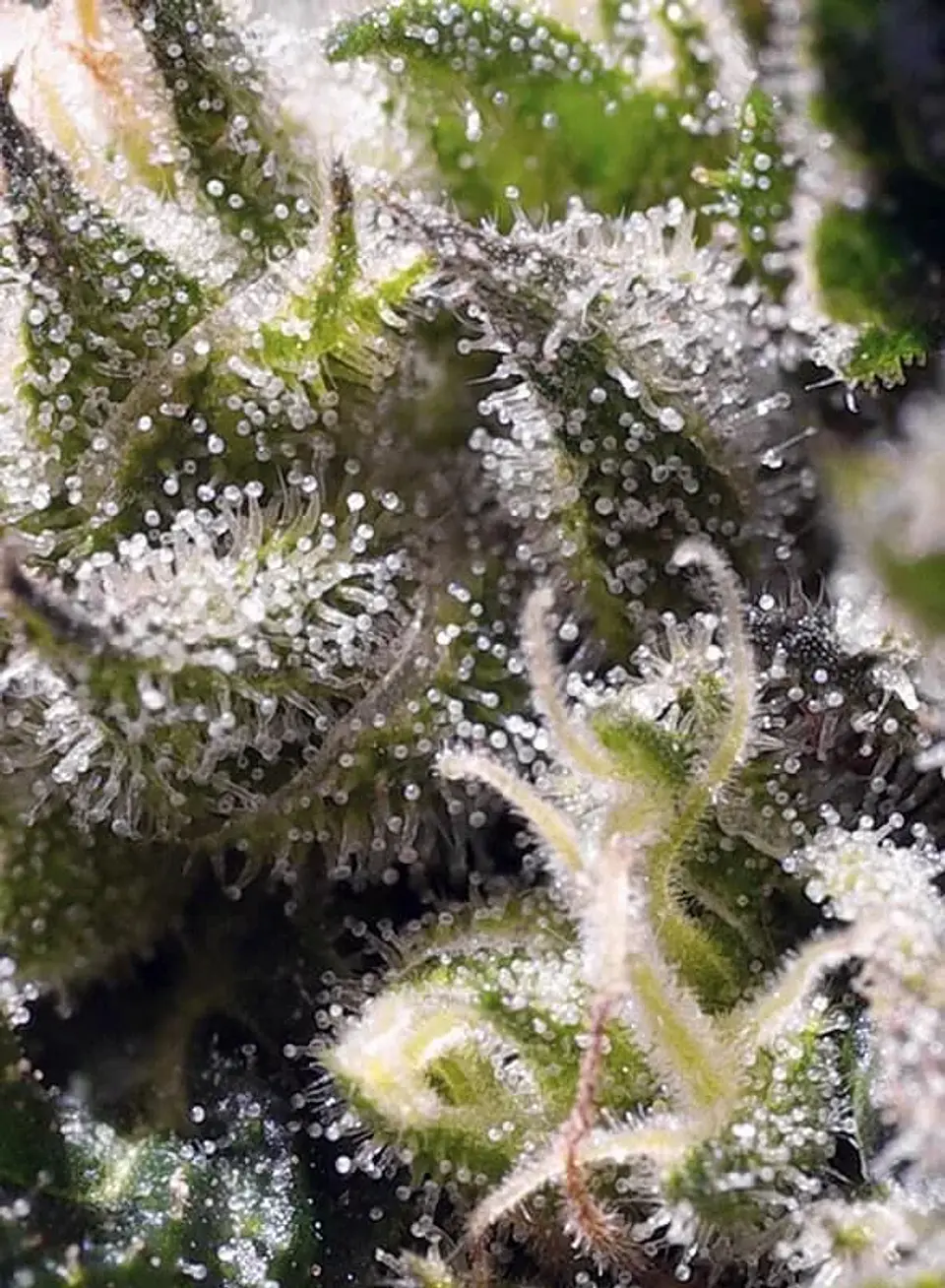 Cream Caramel Auto® -Sweet Seeds (X100/X25/X5+2/X3+1) 4