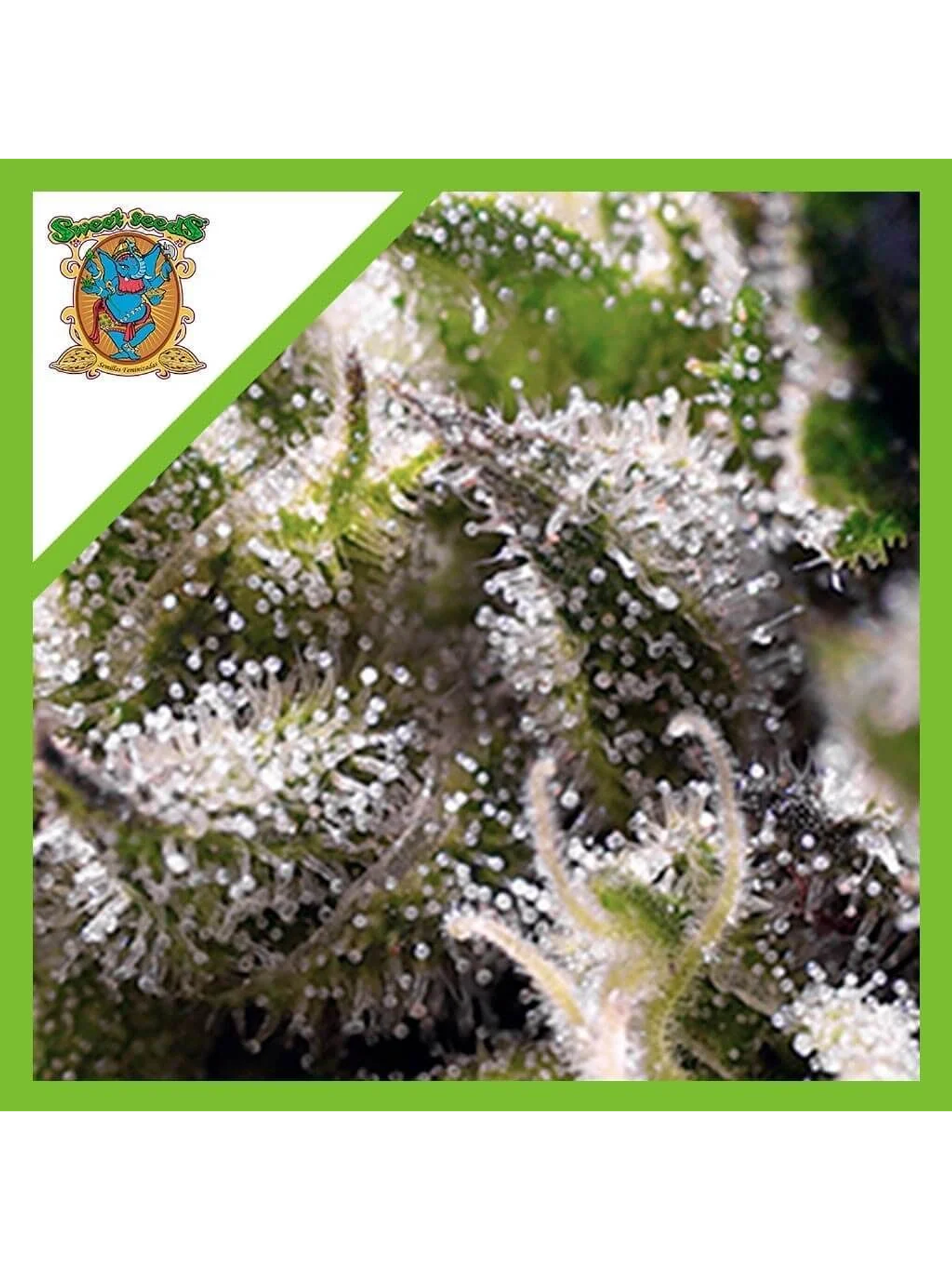 Cream Caramel Auto® -Sweet Seeds (X100/X25/X5+2/X3+1) 1