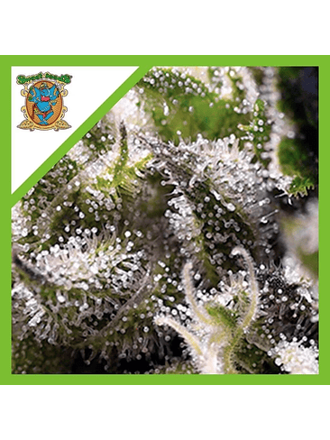 CREAM CARAMEL AUTO® X100-SWEET SEEDS 1