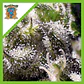 Cream Caramel Auto® -Sweet Seeds (X100/X25/X5+2/X3+1) - Miniatura 1