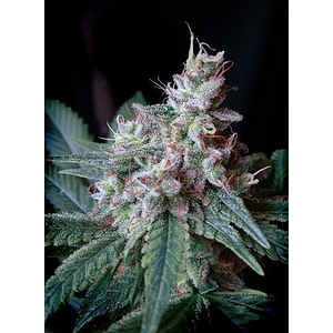 Cream Caramel F1 Fem® X3+1-Sweet Seeds
