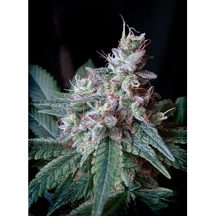 CREAM CARAMEL F1 FEM® X25-SWEET SEEDS