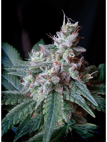 CREAM CARAMEL F1 FEM® X25-SWEET SEEDS 2