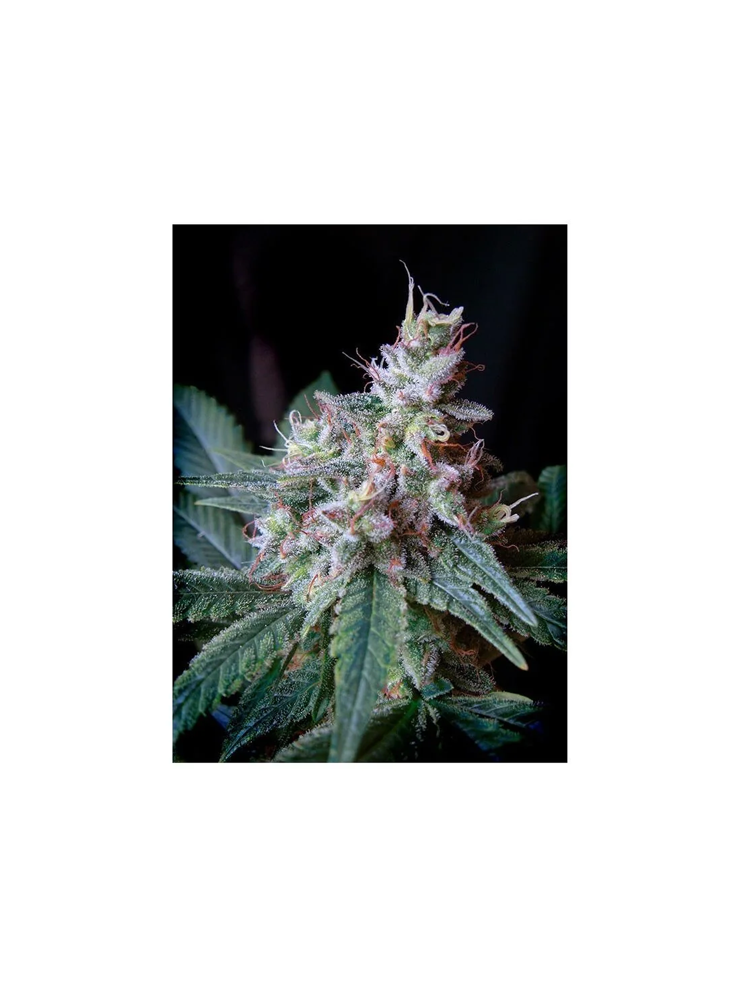Cream Caramel F1 Fem® -Sweet Seeds (X100/X25/X3+1) 2