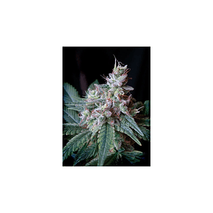 Cream Caramel F1 Fem® X100-Sweet Seeds