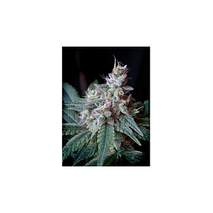 CREAM CARAMEL F1 FEM® X100-SWEET SEEDS