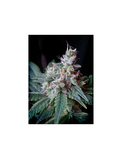 Cream Caramel F1 Fem® -Sweet Seeds (X100/X25/X3+1)