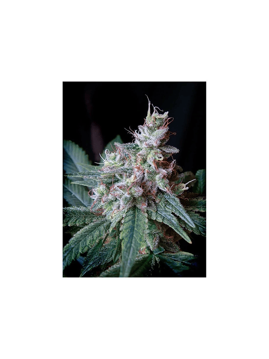 CREAM CARAMEL F1 FEM® X100-SWEET SEEDS 2