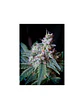 Cream Caramel F1 Fem® -Sweet Seeds (X100/X25/X3+1) - Miniatura 2