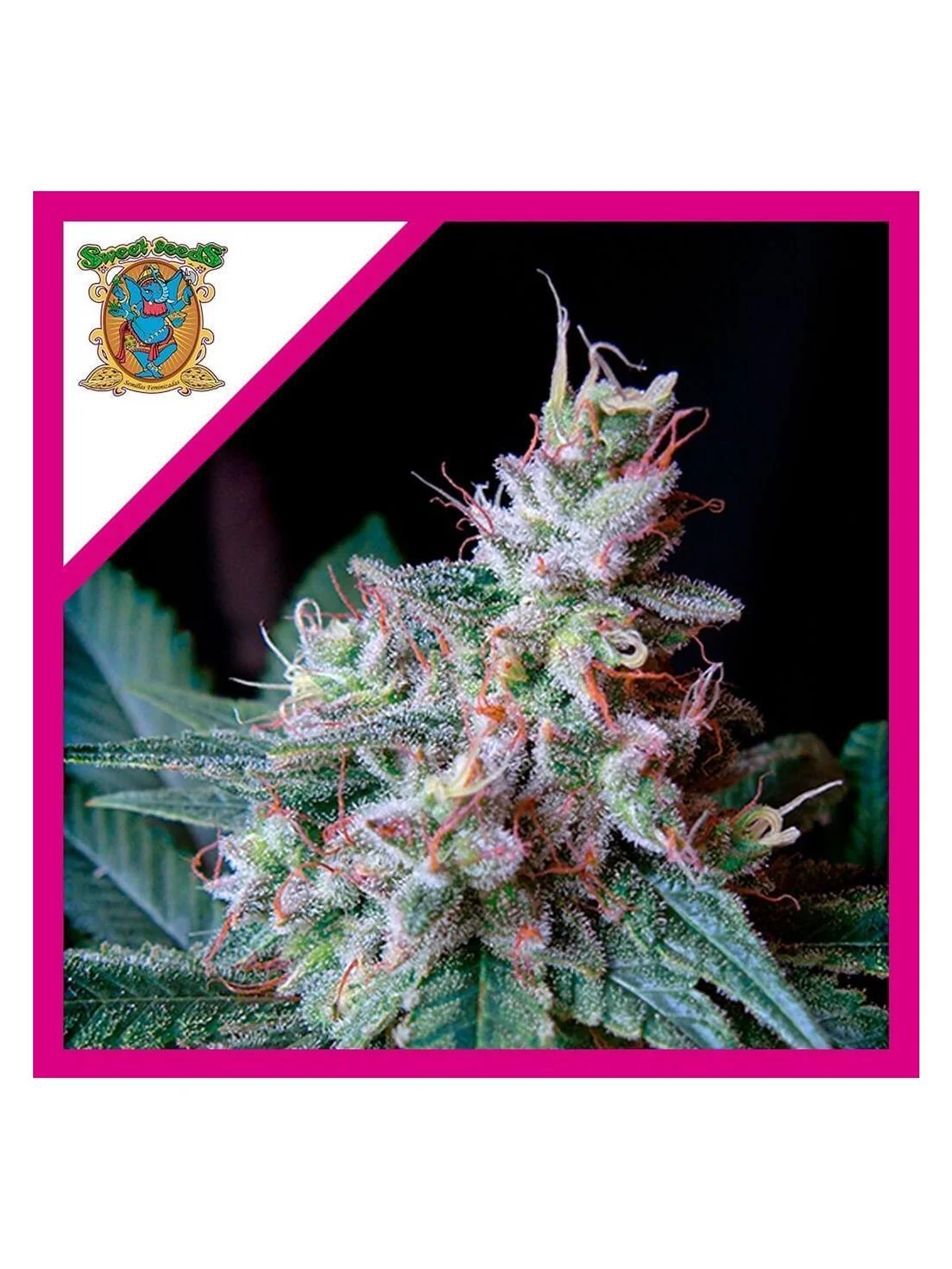 Cream Caramel F1 Fem® -Sweet Seeds (X100/X25/X3+1) 1