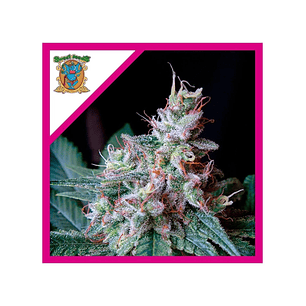 CREAM CARAMEL F1 FEM® X100-SWEET SEEDS