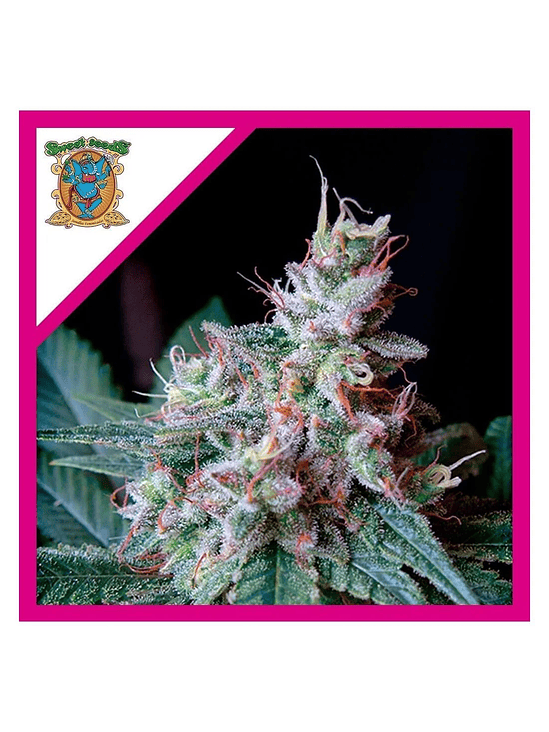 CREAM CARAMEL F1 FEM® X100-SWEET SEEDS 1