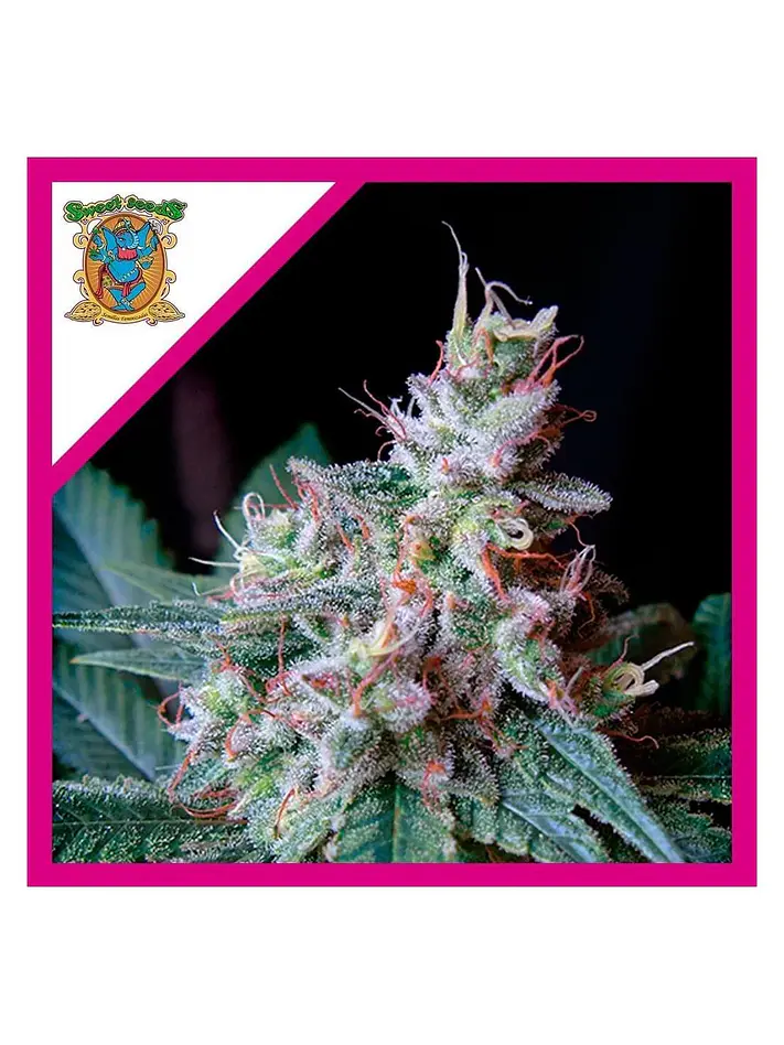 Cream Caramel F1 Fem® -Sweet Seeds (X100/X25/X3+1) 1
