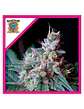 Cream Caramel F1 Fem® -Sweet Seeds (X100/X25/X3+1) - Miniatura 1