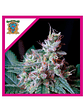 CREAM CARAMEL F1 FEM® X100-SWEET SEEDS - Miniatura 1