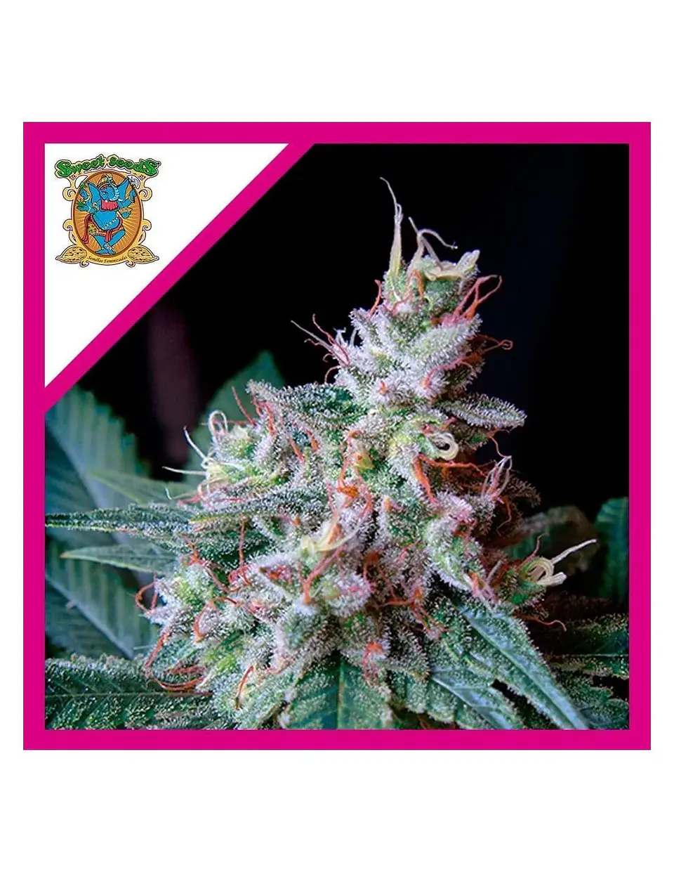 Cream Caramel F1 Fem® -Sweet Seeds (X100/X25/X3+1) 1
