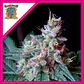 Cream Caramel Fem® -Sweet Seeds (X25/X3+1) - Miniatura 1