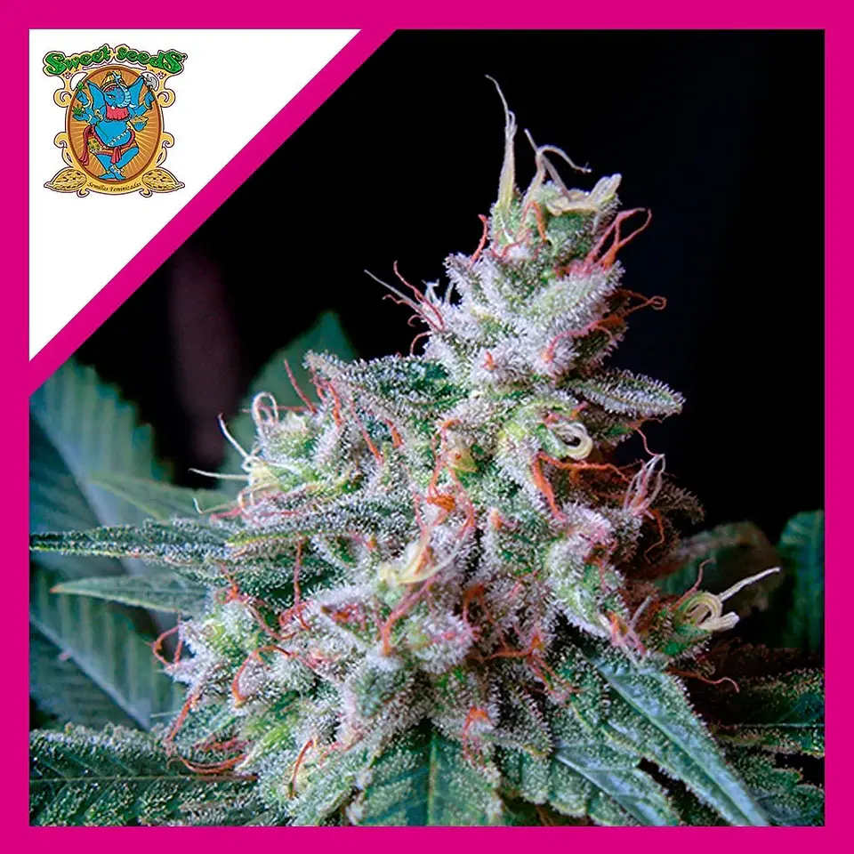 Cream Caramel Fem® -Sweet Seeds (X25/X3+1) 1