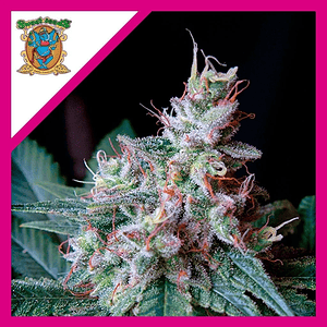 Cream Caramel  Fem® X25-Sweet Seeds