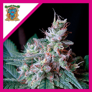 CREAM CARAMEL  FEM® X25-SWEET SEEDS