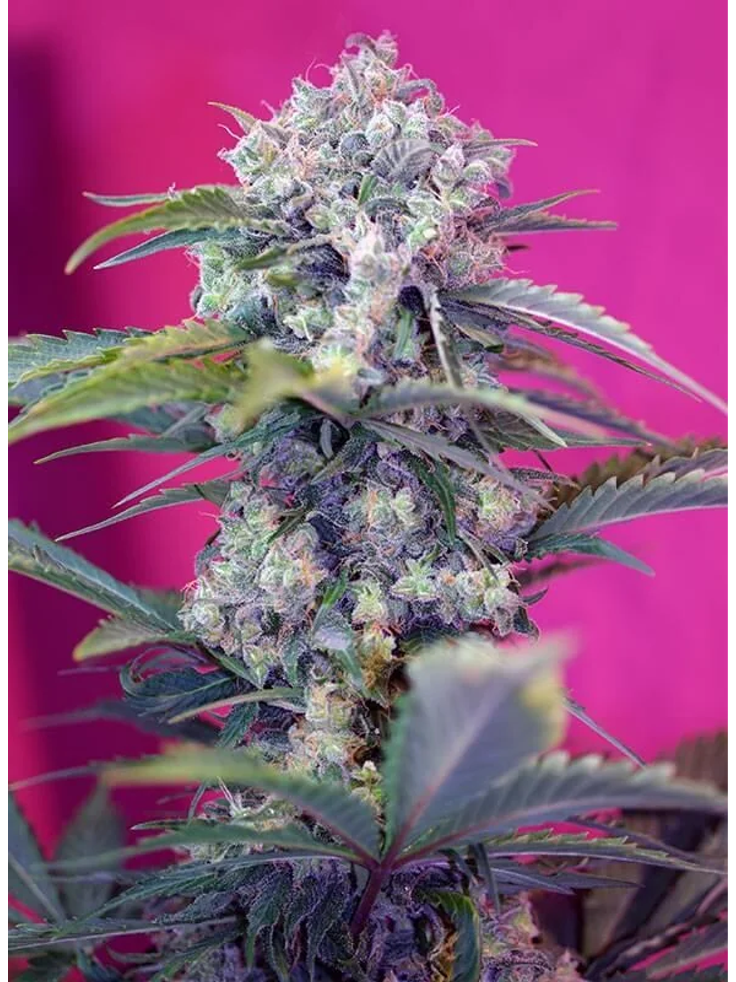 Cream Mandarine  Auto® X3+1-Sweet Seeds 2