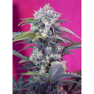 Cream Mandarine  Auto® X3+1-Sweet Seeds