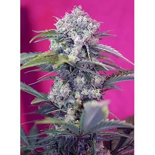 CREAM MANDARINE  AUTO® X3+1-SWEET SEEDS