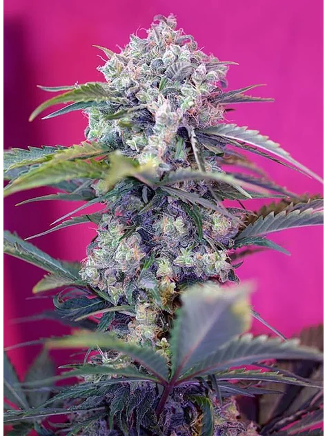 Cream Mandarine  Auto® X3+1-Sweet Seeds 2