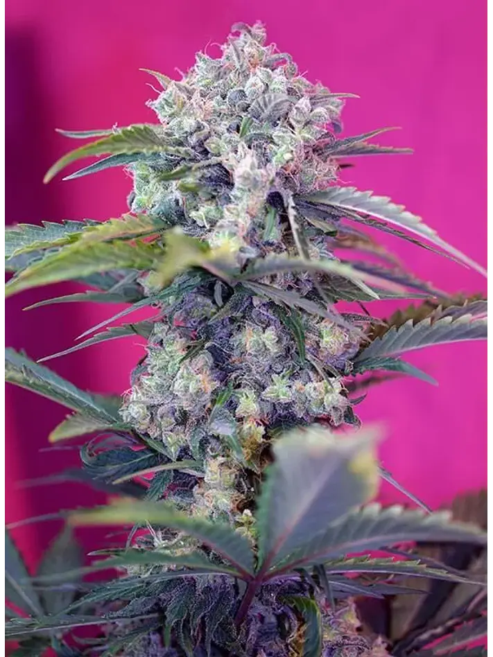 Cream Mandarine  Auto® X3+1-Sweet Seeds 2