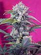 CREAM MANDARINE  AUTO® X3+1-SWEET SEEDS - Miniatura 2