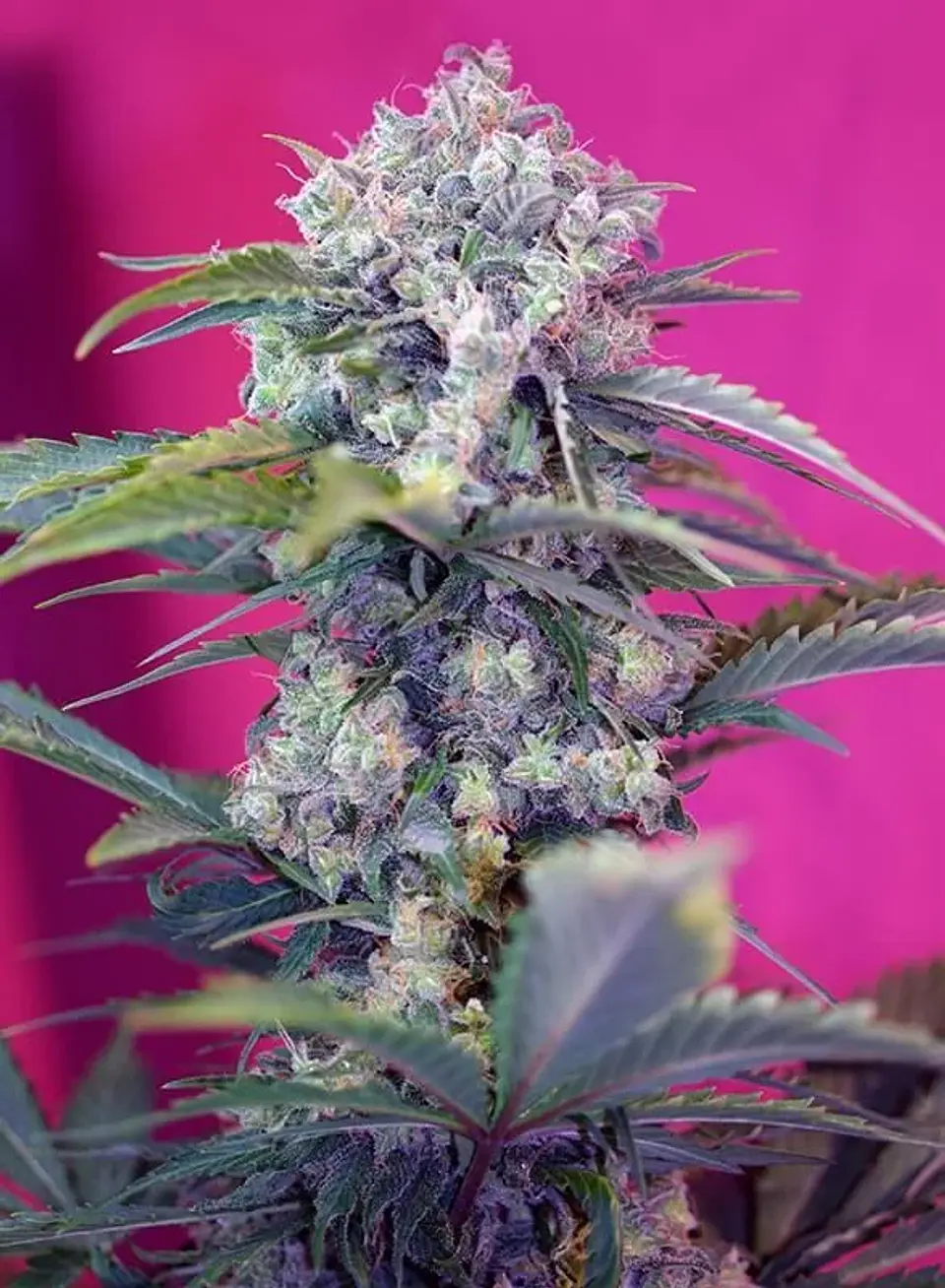 Cream Mandarine  Auto® X3+1-Sweet Seeds 2
