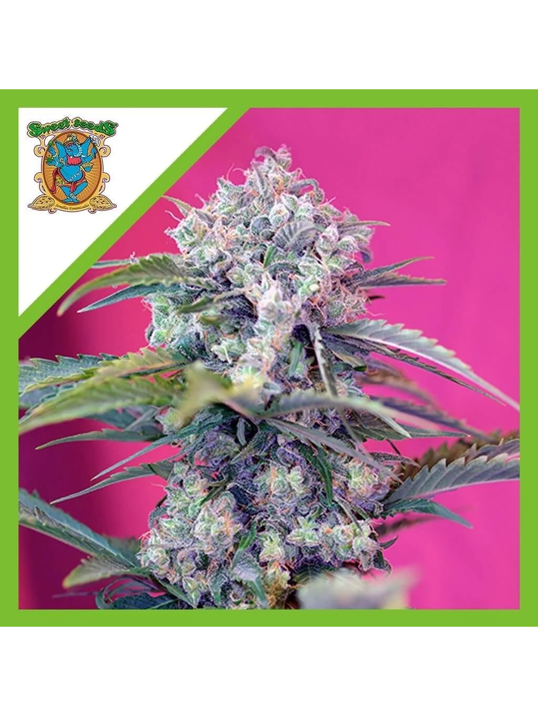 Cream Mandarine  Auto® X3+1-Sweet Seeds 1