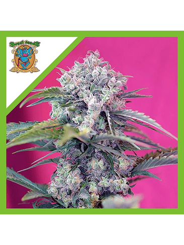 CREAM MANDARINE  AUTO® X3+1-SWEET SEEDS 1