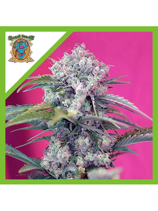 CREAM MANDARINE  AUTO® X3+1-SWEET SEEDS 1