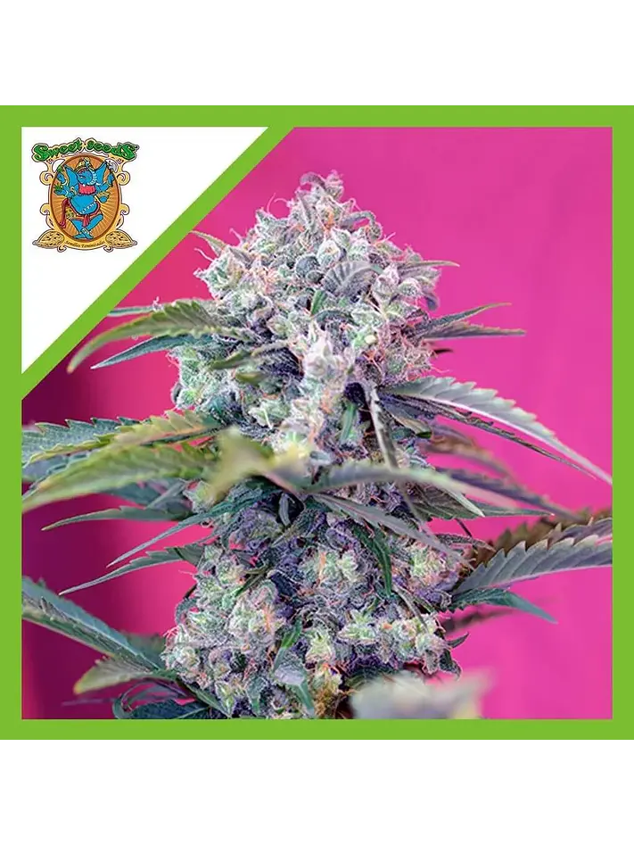 Cream Mandarine  Auto® X3+1-Sweet Seeds 1