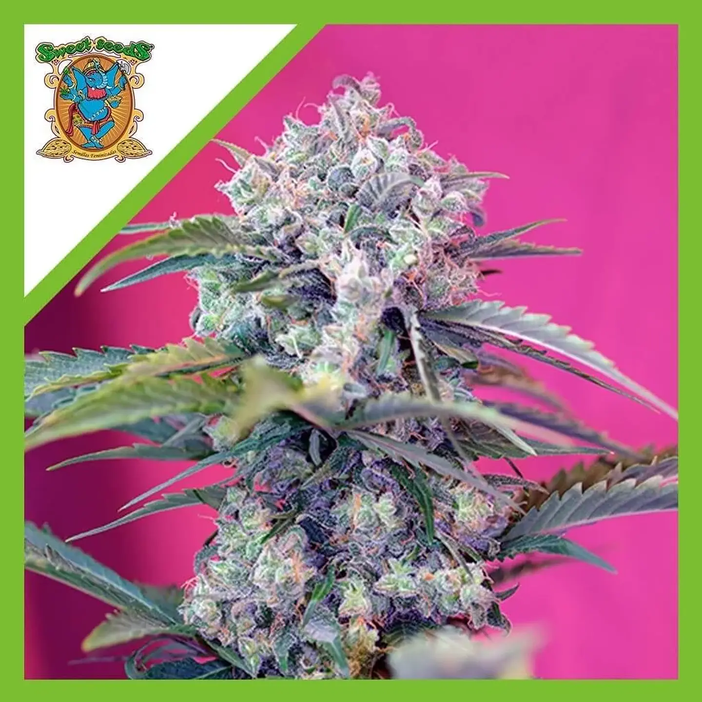 Cream Mandarine  Auto® X3+1-Sweet Seeds 1