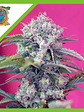CREAM MANDARINE  AUTO® X3+1-SWEET SEEDS - Miniatura 1