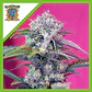 Cream Mandarine  Auto® X3+1-Sweet Seeds - Miniatura 1