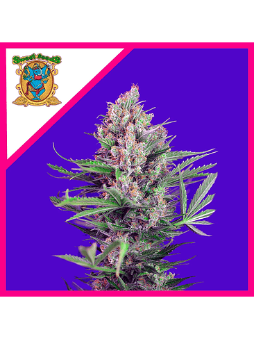 CREAM MANDARINE F1 FEM® X3+1-SWEET SEEDS 1