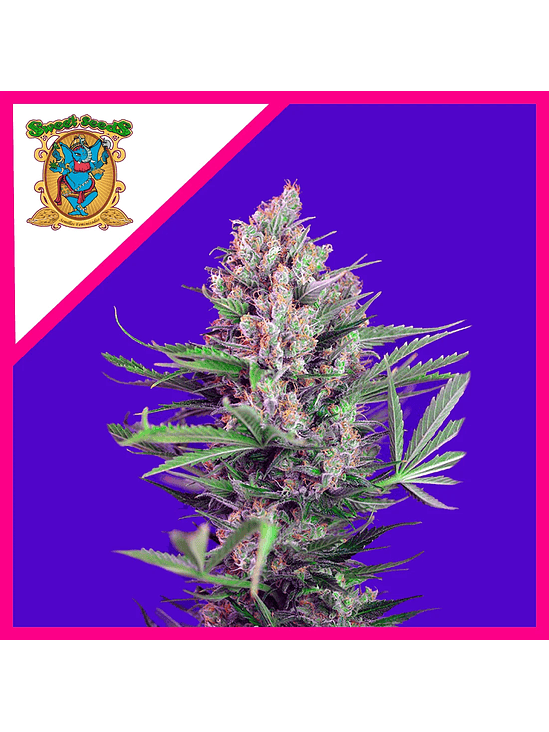 CREAM MANDARINE F1 FEM® X3+1-SWEET SEEDS 1