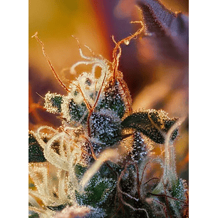 CREAM MANDARINE XL  AUTO® X3+1-SWEET SEEDS